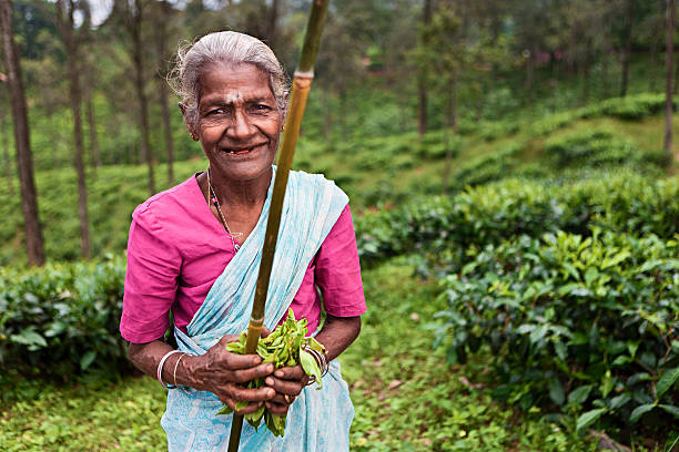 istock Tamil tea pickers collecting leaves, Sri Lanka 638036552