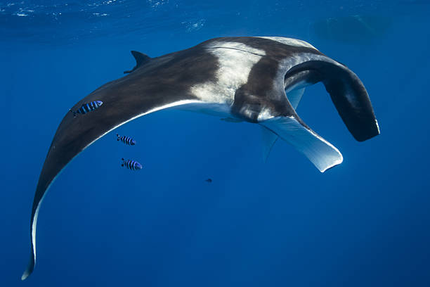 istock Giant Oceanic Manta Ray, Sri Lanka, Indian Ocean 638037288