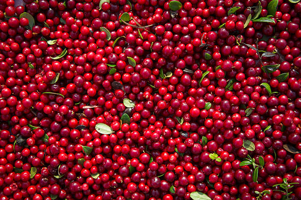 Ripe red cranberries in the sun in autumn day North berry cranberries contain lots of vitamins and very tasty. Used both raw and in many kitchens arrowwood stock pictures, royalty-free photos & images