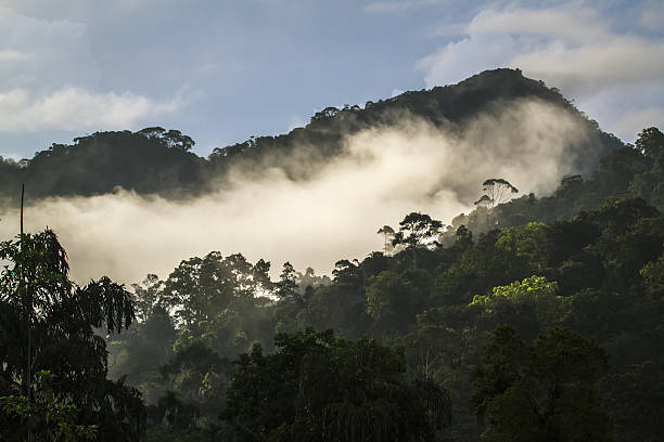 istock Sunset in Sinharaja rain forest reserve, Sri Lanka 638038842