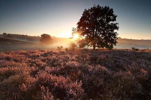 istock beautiful sunrise behind oak tree over heath 638040724