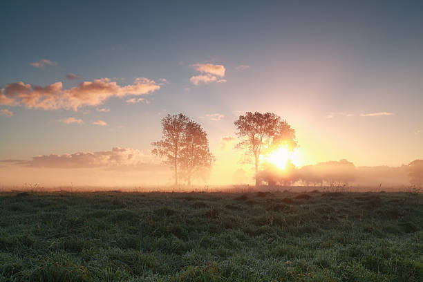 istock beautiful sunrise behind trees on grassland 638041086