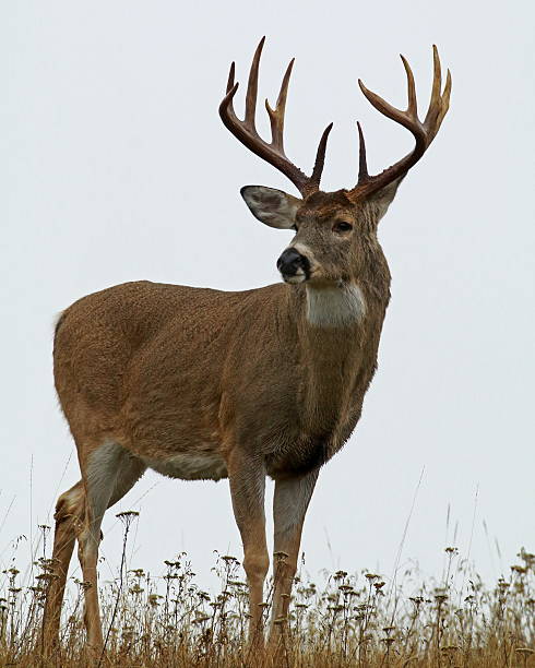 White-tailed Buck on Foggy Day Fully mature White-tailed Buck on foggy day. Taken in the National Bison Range, Ravalli, Montana. antler photos stock pictures, royalty-free photos & images