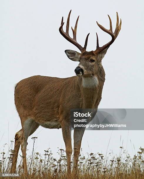 Whitetailed Buck On Foggy Day Stock Photo - Download Image Now - White-Tailed Deer, Deer, Stag