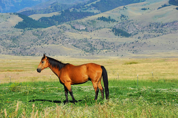 Quarter horse grazes in Paradise Valley, Montana.  Horse is brownish red with black mane and tail, including four black socks.  Gallatin mountains rise in background.