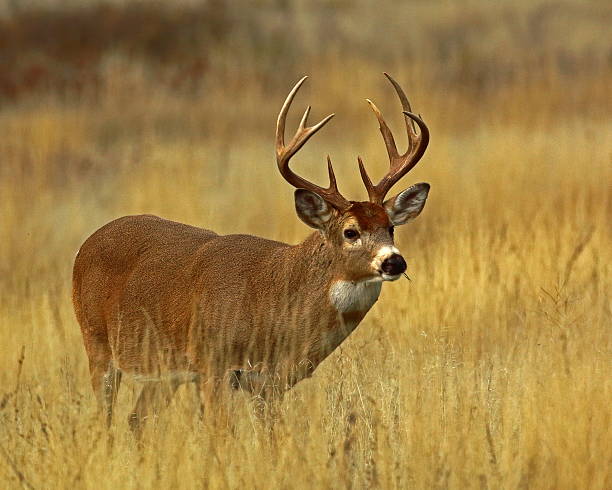 istock White-tailed Buck in Autumn Grasses 638043474