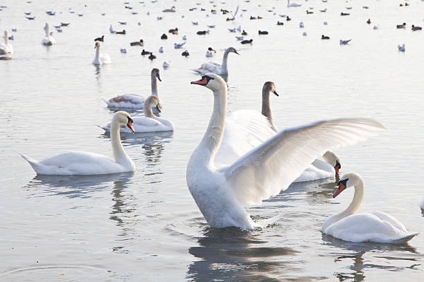 Beautiful swans, gulls and ducks in the lake stock photo