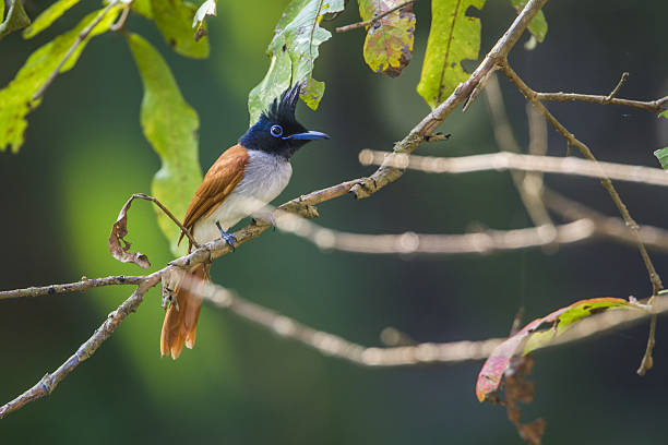 specie Terpsiphone paradisi family of Monarchidae