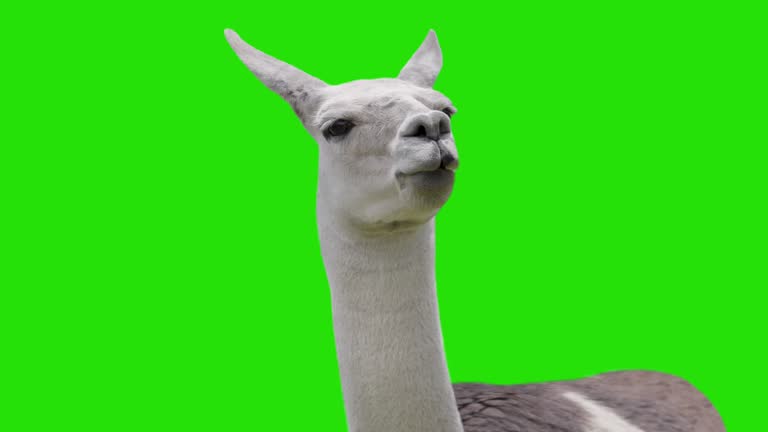 1,993 Llama Animal Stock Videos and Royalty-Free Footage - iStock 1,993 Llama Animal Stock Videos and Royalty-Free Footage - iStock