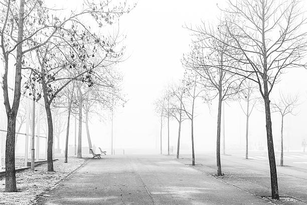 istock Foggy landscape on a urban winter park 638045506