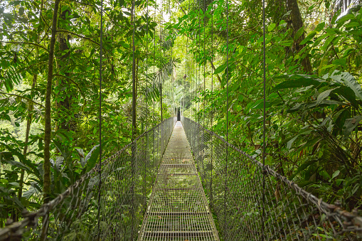 Hanging bridge at natural rainforest park in Costa Rica