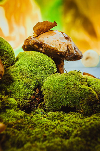 istock dark mushrooms on green moss with a wet hat 638047064