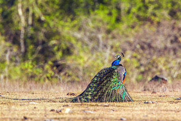 istock Indian peafowl in Bundala national park, Sri Lanka 638048496