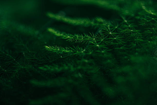 Dark green plant
