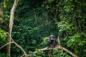 Bonobo on the branch of the tree