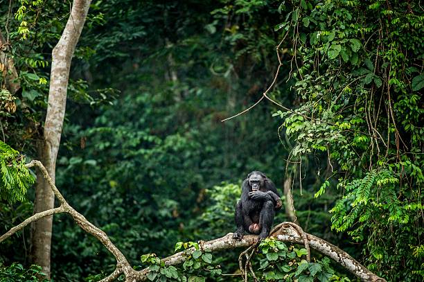 Bonobo on the branch of the tree Bonobo on the branch of the tree in natural habitat. Green natural background. The Bonobo ( Pan paniscus), called the pygmy chimpanzee. Democratic Republic of Congo. Africa democratic republic of the congo stock pictures, royalty-free photos & images