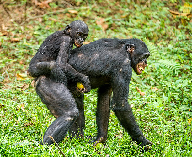 istock Bonobo Cub on the mother's back. 638050344