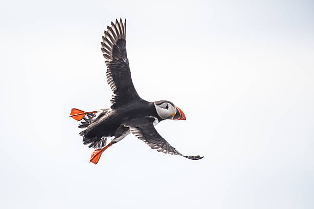 istock Puffin (Fratercula arctica), Isle of May, Scotland 638050482