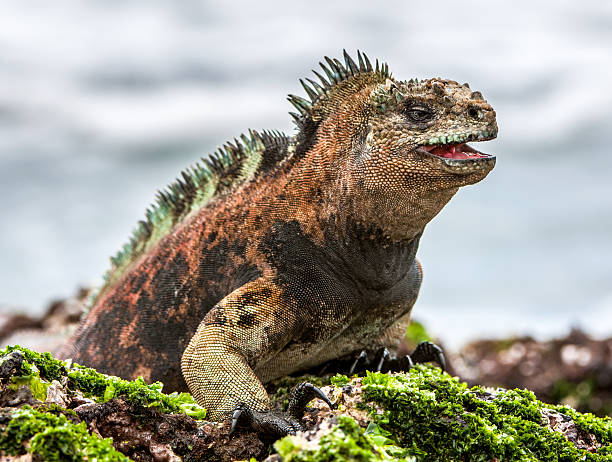 The male of Galapagos Marine Iguana A male of Galapagos Marine Iguana resting on lava rocks (Amblyrhynchus cristatus). The marine iguana on the black stiffened lava.  Galapagos Islands marine iguana stock pictures, royalty-free photos & images