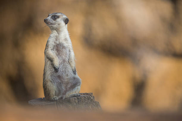 istock Watchful meerkats standing guard 638050702