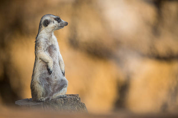 istock Watchful meerkats standing guard 638050752
