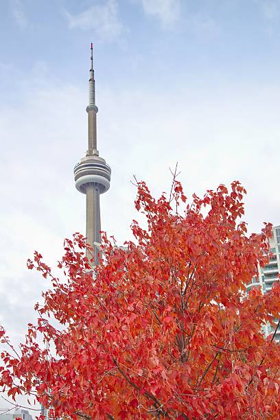 Toronto, Ontario Toronto, Ontario folliage stock pictures, royalty-free photos & images