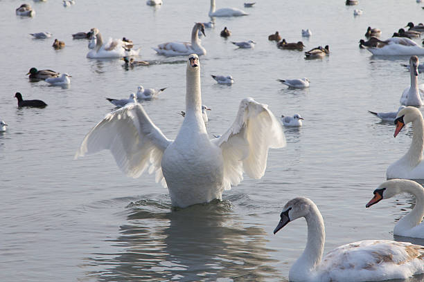 Beautiful swans, gulls and ducks in winter sea port harbor stock photo