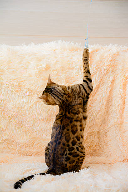 istock cute beautiful Bengal cat on the carpet 638051982