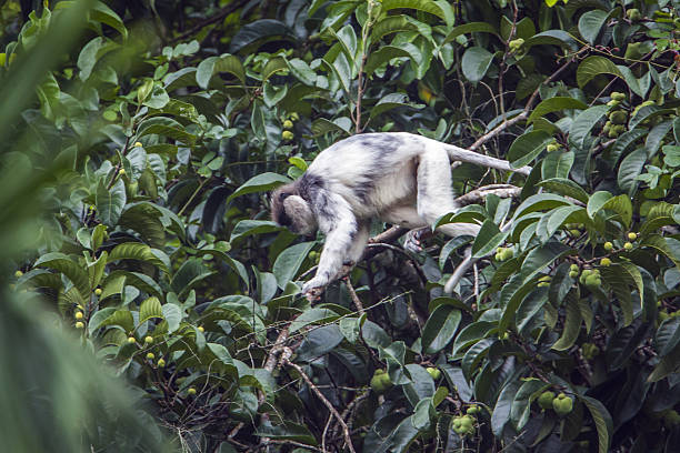 langur de cara púrpura en la reserva forestal de sinharaja, sri lanka - sri lanka langur animals in the wild endangered species fotografías e imágenes de stock