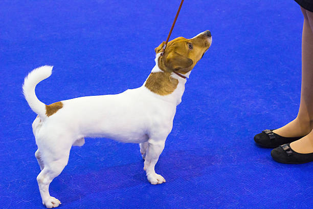 istock White dog with red spots on  leash 638052240
