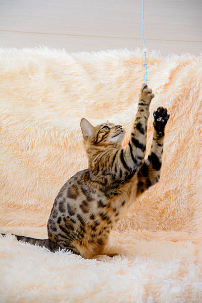 istock cute beautiful Bengal cat on the carpet 638052896