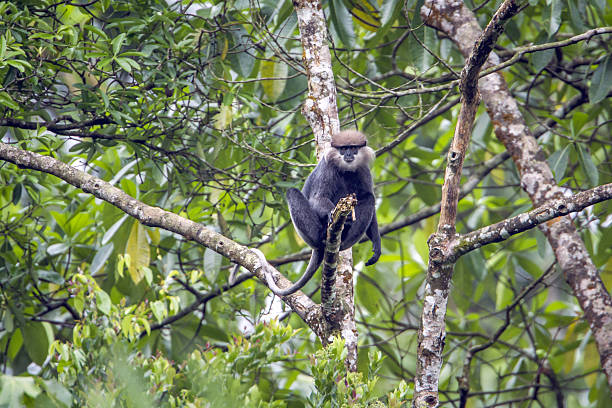 シンハラジャ森林保護区、スリランカの紫色の顔のラングール - leaf monkey ストックフォトと画像