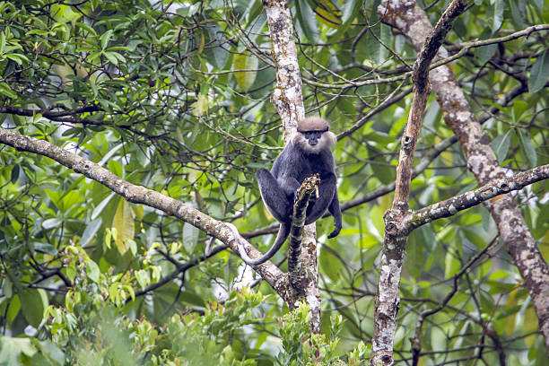 langur com cara roxa na reserva florestal de sinharaja, sri lanka - sri lanka langur animals in the wild endangered species - fotografias e filmes do acervo