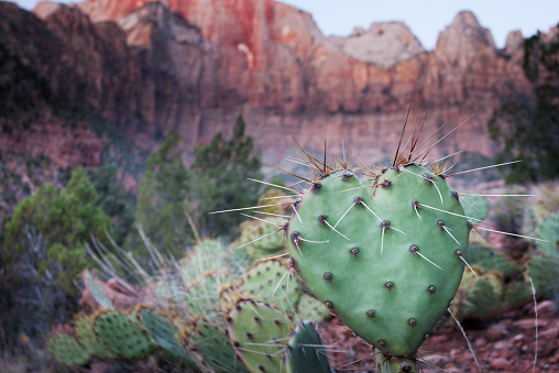 Heart shaped prickly pear cactus in Zion National Park, Utah.