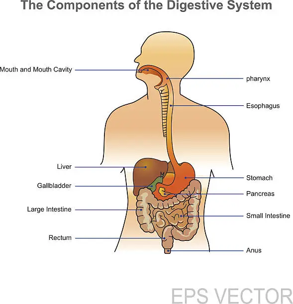 Vector illustration of The human digestive system