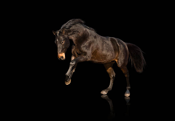 istock Isolate of bay horse running on black background 638055658