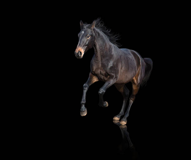 istock Isolate of brown horse running on black background 638055772