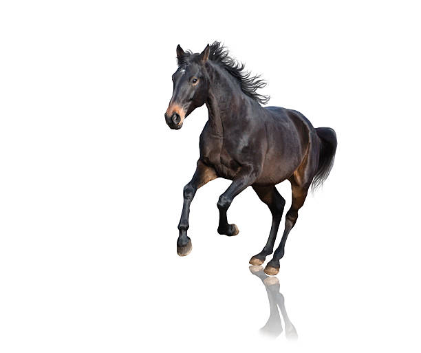 istock Isolate of brown horse running on white background 638055774