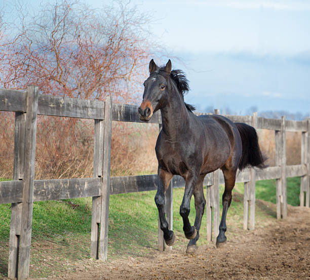 istock Dark brown horse running along the fence 638055972