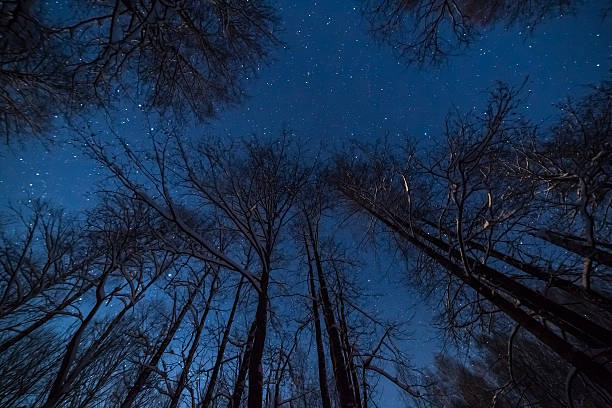istock Winter night landscape with woods under starry sky 638056516