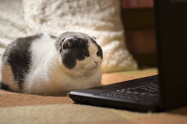 istock Cat sitting in front of laptop 638057176