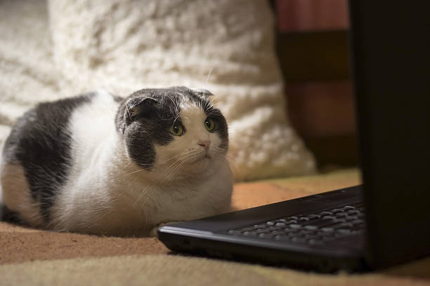 istock Cat sitting in front of laptop 638057578