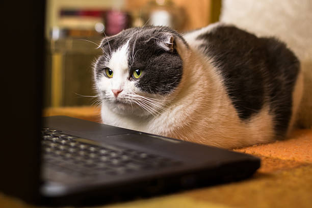 istock Cat sitting in front of laptop 638057706