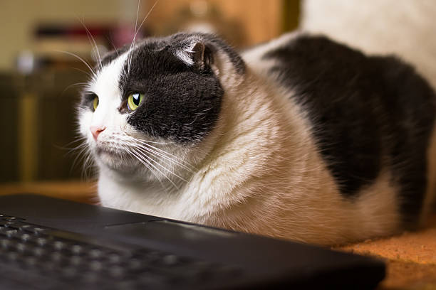 istock Cat sitting in front of laptop 638057838