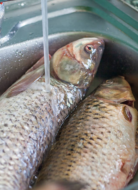 新鮮な魚は調理する準備ができて, 魚を洗う - vulcanize ストックフォトと画像