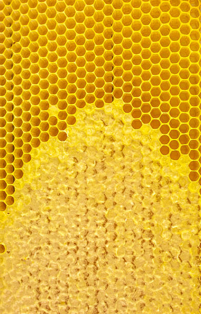 istock Honey bees Honeycomb close-up. 638058254