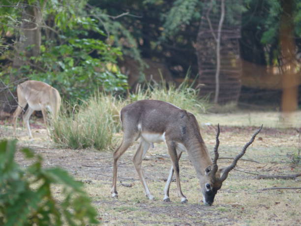 istock Deers walking free in a university campus in Chennai, India 638058978