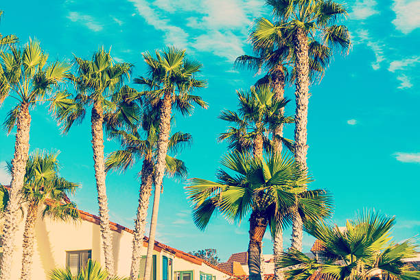 palmy w la jolla - tropical tree clear sky southern california san diego california zdjęcia i obrazy z banku zdjęć