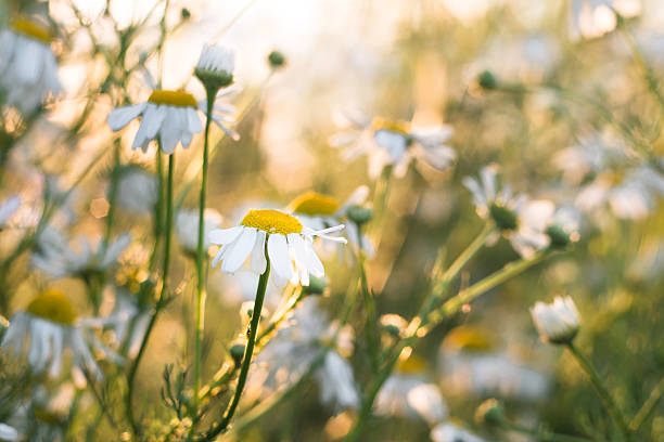 istock Chamomile flowers in the sun. 638060364