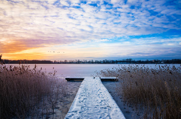 bandada de cisnes sobrevuelen el lago elckie congelado - frozen cold lake reed fotografías e imágenes de stock